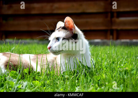 Gli occhi blu calico gatto adulto posa su erba verde e riscaldarsi al sole Foto Stock