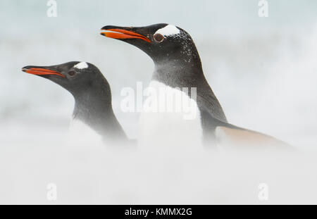 I pinguini di Gentoo (Pygoscelis papua) Isole Falkland Foto Stock