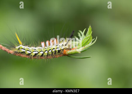 Tussock moth caterpillar Foto Stock