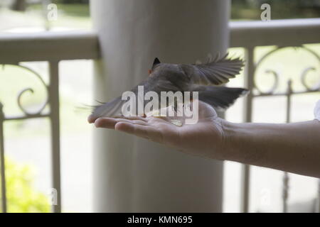 Casa passero, la casa passero è un uccello del passero famiglia Passeridae, trovato in più parti del mondo. Un piccolo uccello Foto Stock