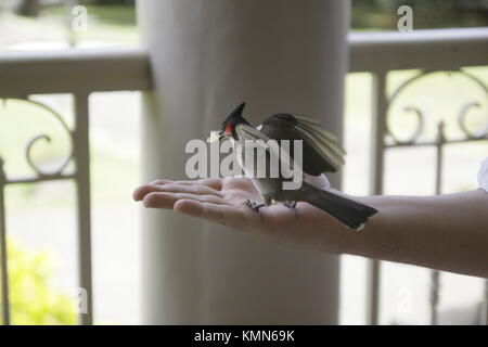 Casa passero, la casa passero è un uccello del passero famiglia Passeridae, trovato in più parti del mondo. Un piccolo uccello Foto Stock