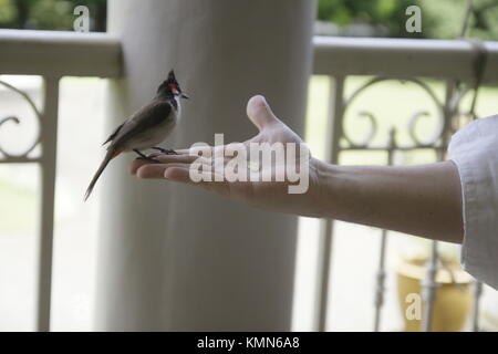 Casa passero, la casa passero è un uccello del passero famiglia Passeridae, trovato in più parti del mondo. Un piccolo uccello Foto Stock