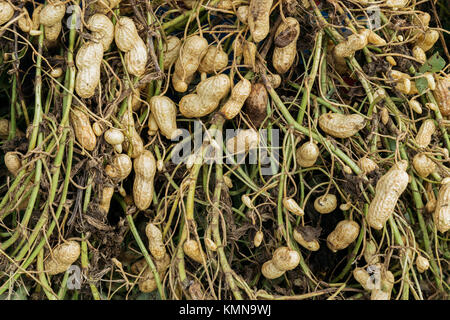 Fresco di arachidi organico pianta con radici dalle arachidi campi. agricoltura e non OGM concetto alimentare Foto Stock