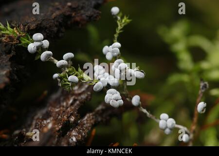 Physarum sp, muffa di melma Foto Stock