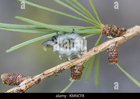 Il larice sawfly, Pristiphora erichsonii, principale infestante dei larici Foto Stock