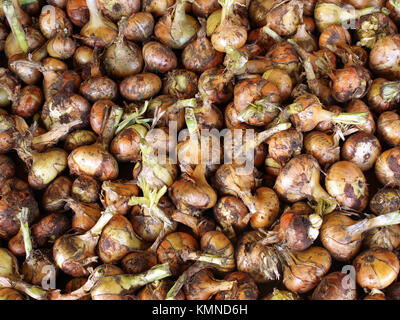 Sporco raccolto le cipolle di asciugatura vicino all'aperto fino Foto Stock