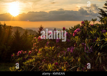 Tramonto sul monte Roan con rododendri in primo piano con la luce del sole che proietta una luce sui fiori. Foto Stock