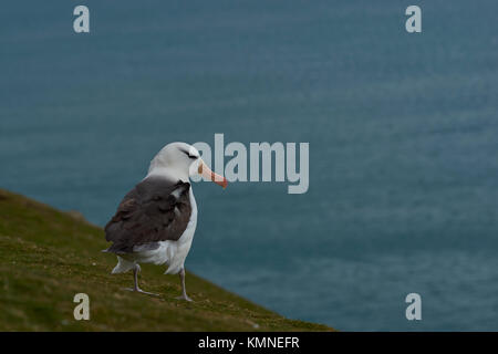 Nero-browed albatross (thalassarche melanophrys) in piedi su un pendio erboso sulle scogliere di saunders island nelle isole Falkland. Foto Stock