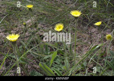 Hawkweed mouse-orecchio di colore giallo brillante fiori Foto Stock