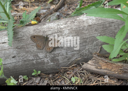 Butterfly Parete Nord marrone con aperto brown spotted ali vellutato Foto Stock