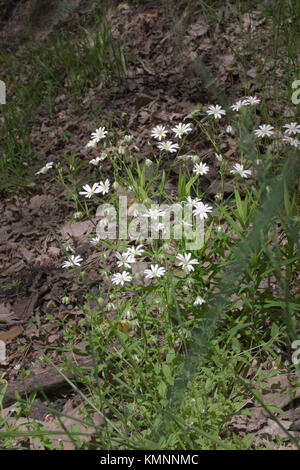 Maggiore stitchwort sulla foresta buia radura Foto Stock