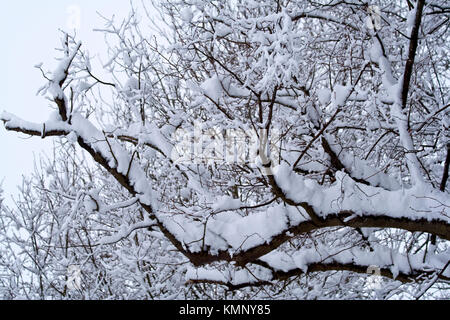 Neve fresca con carico pesante alberi coperti di neve rami facendo un immagine astratta dalla luce e le aree scure dell'immagine. Inverno outdoor in campagna Foto Stock