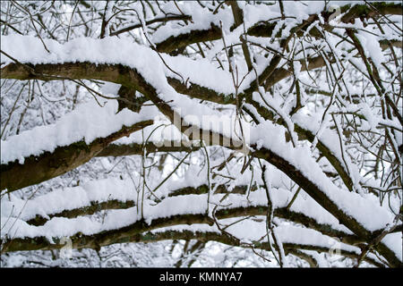 Neve fresca con carico pesante alberi coperti di neve rami facendo un immagine astratta dalla luce e le aree scure dell'immagine. Inverno outdoor in campagna Foto Stock