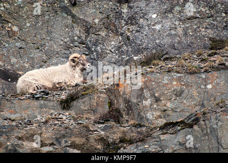 Pecore in appoggio su un cracky percorso stretto sul bordo di una montagna nella valle di Elan, mid-Wales. Foto Stock