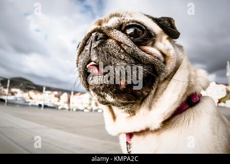 Una bellissima e dolce Pug cercando in una direzione. Foto Stock