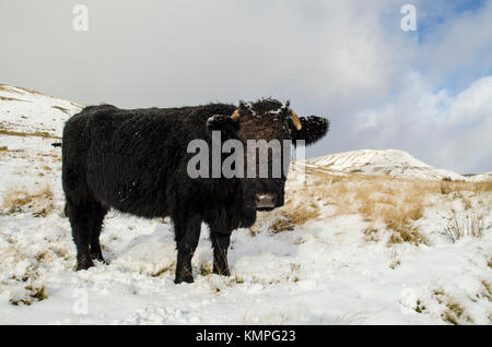 Taf fechan, Brecon Beacons, Galles, UK. 8 dicembre 2017. Arriva la neve sul retro di tempesta caroline cade sul Parco Nazionale di Brecon Beacons. Il welsh black bovini proprio spallucce fuori.. Credito Foto: Ian homer/alamy live news Foto Stock