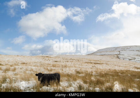 TAF Fechan, Brecon Beacons, Galles, Regno Unito. 8 dicembre 2017. Neve in arrivo sul retro della tempesta Caroline cade sul Brecon Beacons National Park. Il bestiame nero gallese l'ha semplicemente tirata fuori. Crediti immagine: IAN HOMER/Alamy Live News Foto Stock