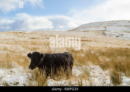 TAF Fechan, Brecon Beacons, Galles, Regno Unito. 8 dicembre 2017. Neve in arrivo sul retro della tempesta Caroline cade sul Brecon Beacons National Park. Il bestiame nero gallese l'ha semplicemente tirata fuori. Crediti immagine: IAN HOMER/Alamy Live News Foto Stock