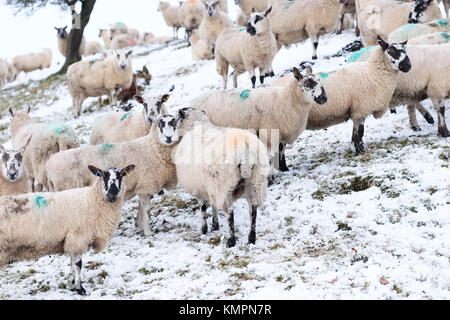 Rhos-Y-Meirch, Powys, Wales, Regno Unito. Dicembre 2017. Chiazzato faccia dura di pecora su una coperta di neve hill top in Galles centrale vicino a Knighton. Foto Steven Maggio / Alamy Live News Foto Stock