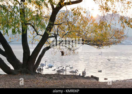 Il fiume Moldava embankment nelle prime ore del mattino, Lesser Town, Kampa, Praga, Repubblica Ceca Foto Stock