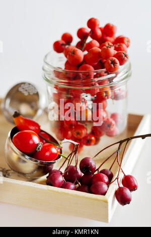 Podzimní plody - šípek, jeřabina un hloh - bacche autunnali - biancospino, rowan e frutti di rosa canina Foto Stock