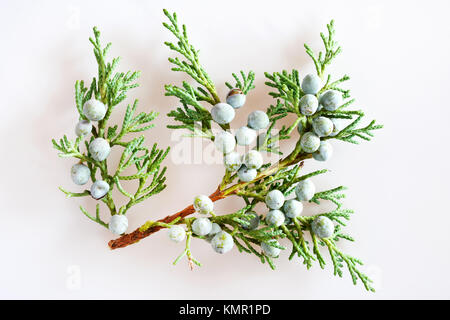 Savin juniper con maturi frutti di bosco verde / Juniperus sabina / Jalovec chvojka (klášterní chvojka, chvojka klášterská) Foto Stock