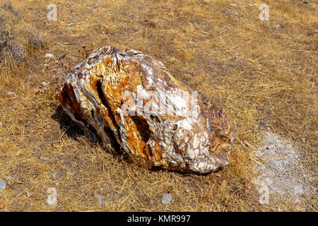 Un colorato fossilizzato tronco di albero dal geoparco UNESCO "Foresta pietrificata di Sigri' sull'isola di Lesbo in Grecia. Foto Stock