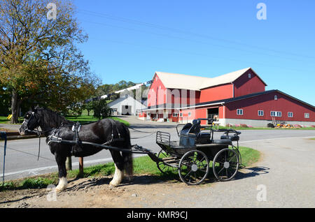 Cavallo Amish e scoperto in buggy in piedi fuori fattoria vicino Hershberger's Farm & Bakery, Millersburg, Ohio, Stati Uniti d'America Foto Stock