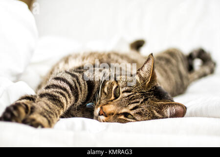 Il gatto domestico (felis catus) aying giù sul letto. Florianopolis, Santa Catarina, Brasile. Foto Stock