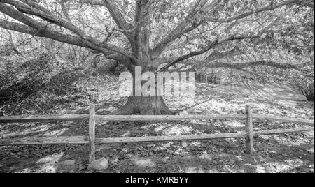 Grande vecchio albero a Montauk ny Foto Stock