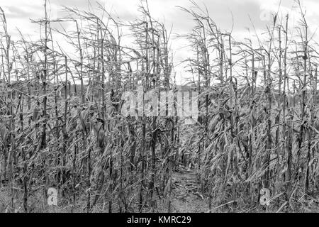 Dettaglio immagine di un campo di sbiadite di mais in East Hampton, NY Foto Stock