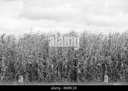 Dettaglio immagine di un campo di sbiadite di mais in East Hampton, NY Foto Stock