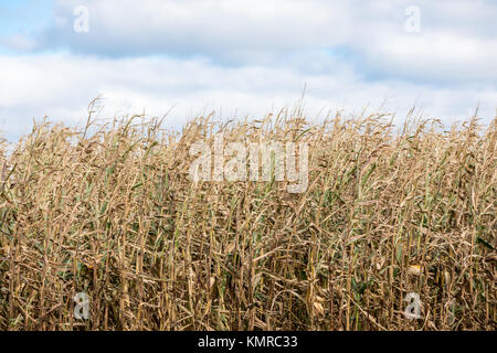 Dettaglio immagine di un campo di sbiadite di mais in East Hampton, NY Foto Stock