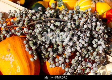 Autunno del frutto è la bellezza della natura ma è anche una decorazione a causa delle sue forme e colori. Foto Stock