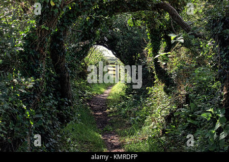 Un sentiero che mostra un tunnel di alberi con un gate soleggiato alla fine Foto Stock