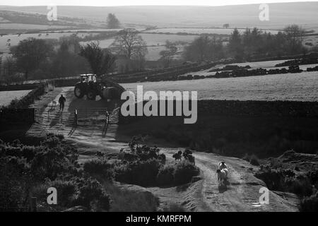 Il contadino gli agricoltori trattore del cane e pecore Dartmoor Foto Stock