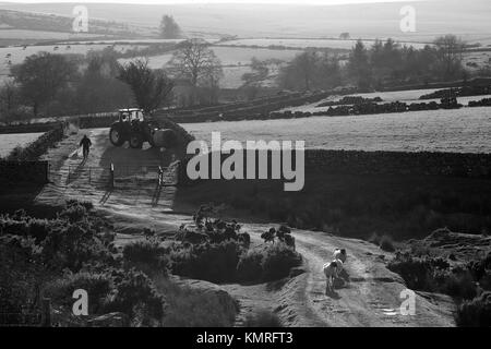 Il contadino gli agricoltori trattore del cane e pecore Dartmoor Foto Stock