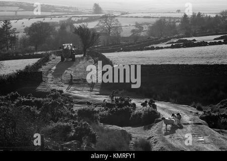 Il contadino gli agricoltori trattore del cane e pecore Dartmoor Foto Stock