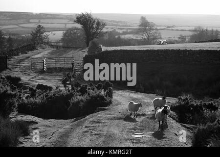 Il contadino gli agricoltori trattore del cane e pecore Dartmoor Foto Stock