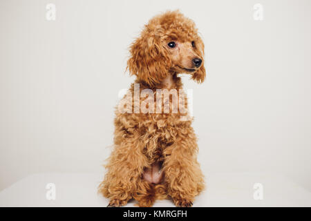 Adorabili Mini Toy Poodle con Golden Brown Fur su sfondo bianco Foto Stock