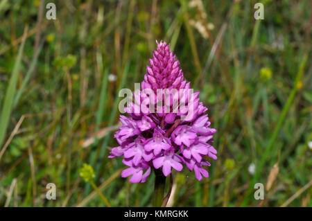 Orchide 'Anacamptis pyramidalis' da giugno a agosto,calcio ricco suolo,downland; Wiltshire, Inghilterra, Regno Unito Foto Stock