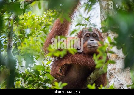 Bornean orangutan (Pongo pygmaeus) sotto la pioggia sulla struttura ad albero nella natura selvaggia. Central Bornean orangutan ( Pongo pygmaeus wurmbii ) sull'albero in nat Foto Stock