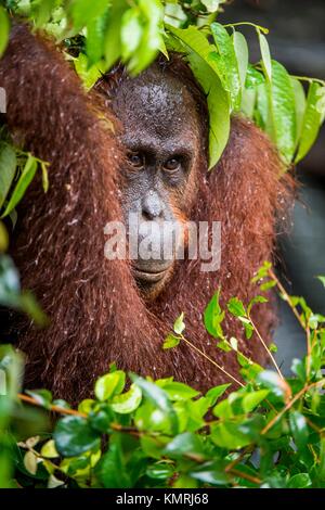 Bornean orangutan (Pongo pygmaeus) sotto la pioggia nella natura selvaggia. Central Bornean orangutan ( Pongo pygmaeus wurmbii ) Foto Stock
