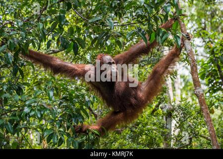 Bornean orangutan (Pongo pygmaeus) sotto la pioggia sulla struttura ad albero nella natura selvaggia. Central Bornean orangutan ( Pongo pygmaeus wurmbii ) sull'albero in nat Foto Stock