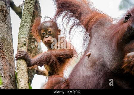 Madre orangutan e cub in un habitat naturale. Bornean orangutan (Pongo pygmaeus wurmmbii) nella natura selvaggia. La foresta pluviale di isola di Borneo. Indonesia Foto Stock