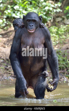 Bonobo in piedi sulle sue gambe in acqua con un cub sul dorso. Il Bonobo ( Pan paniscus). Repubblica democratica del Congo. Africa Foto Stock