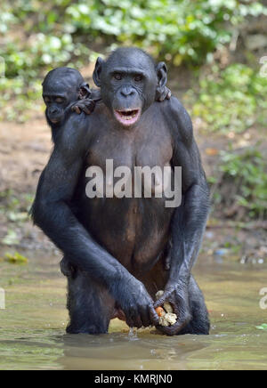 Bonobo in piedi sulle sue gambe in acqua con un cub sul dorso. Il Bonobo ( Pan paniscus). Repubblica democratica del Congo. Africa Foto Stock