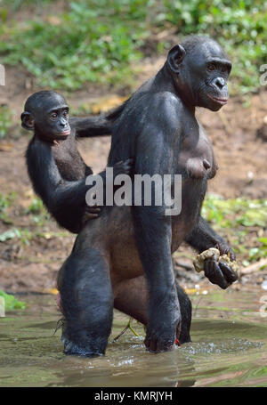 Bonobo in piedi sulle sue gambe in acqua con un cub sul dorso. Il Bonobo ( Pan paniscus). Repubblica democratica del Congo. Africa Foto Stock