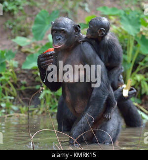 Bonobo in piedi sulle sue gambe in acqua con un cub sul dorso. Il Bonobo ( Pan paniscus). Repubblica democratica del Congo. Africa Foto Stock