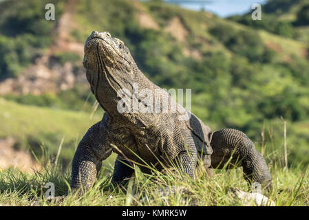 Ritratto del drago di Komodo (Varanus komodoensis ) è la più grande lucertola vivente nel mondo. Su isola di Rinca. Indonesia. Foto Stock